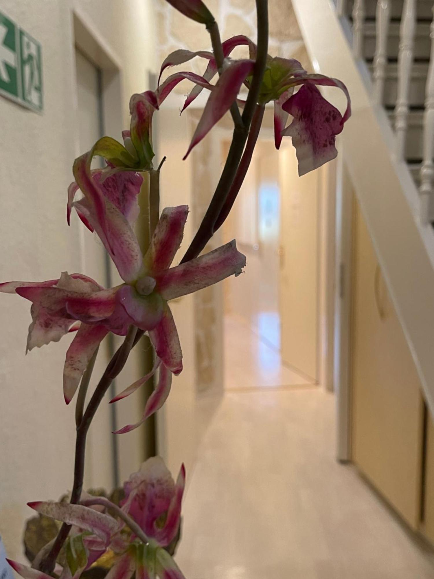 Hotel Villa Vital Munster מראה חיצוני תמונה